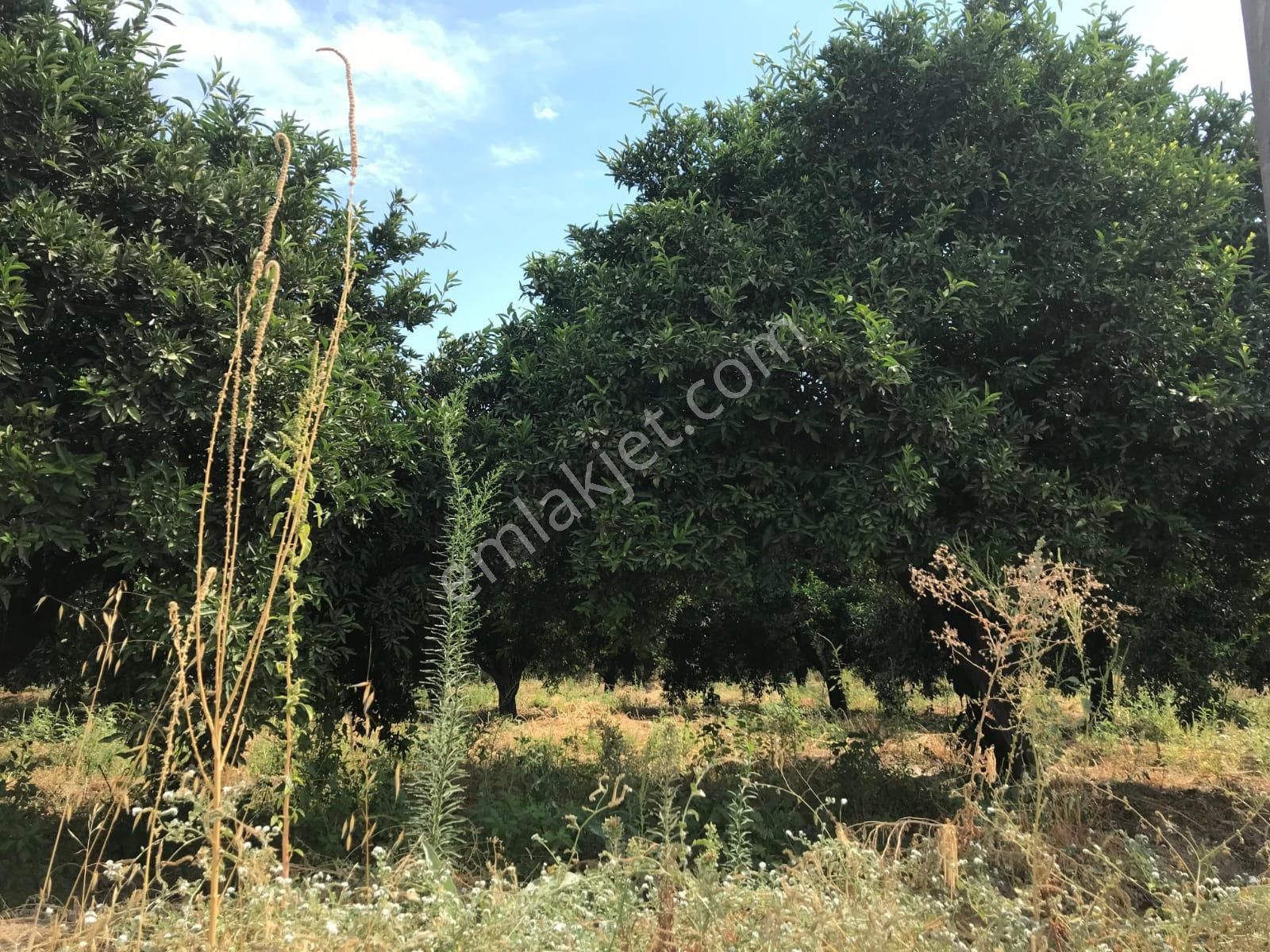 Aydın Sultanhisar Atça Mahallesinde Satılık Bahçe - Görsel 8