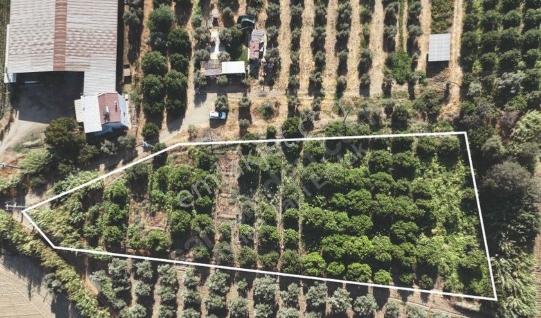 Aydın Sultanhisar Atça Mahallesinde Satılık Bahçe