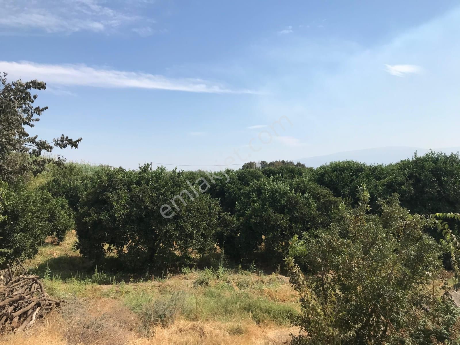 Aydın Sultanhisar Atça Mahallesinde Satılık Bahçe - Görsel 11