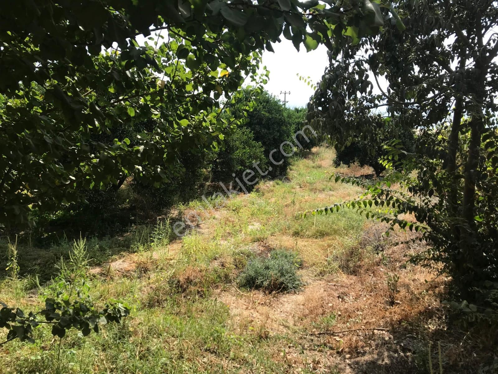 Aydın Sultanhisar Atça Mahallesinde Satılık Bahçe - Görsel 12