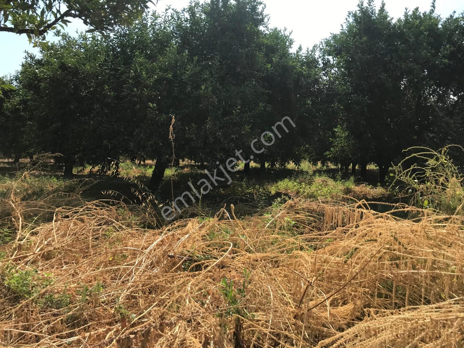 Aydın Sultanhisar Atça Mahallesinde Satılık Bahçe - Görsel 10
