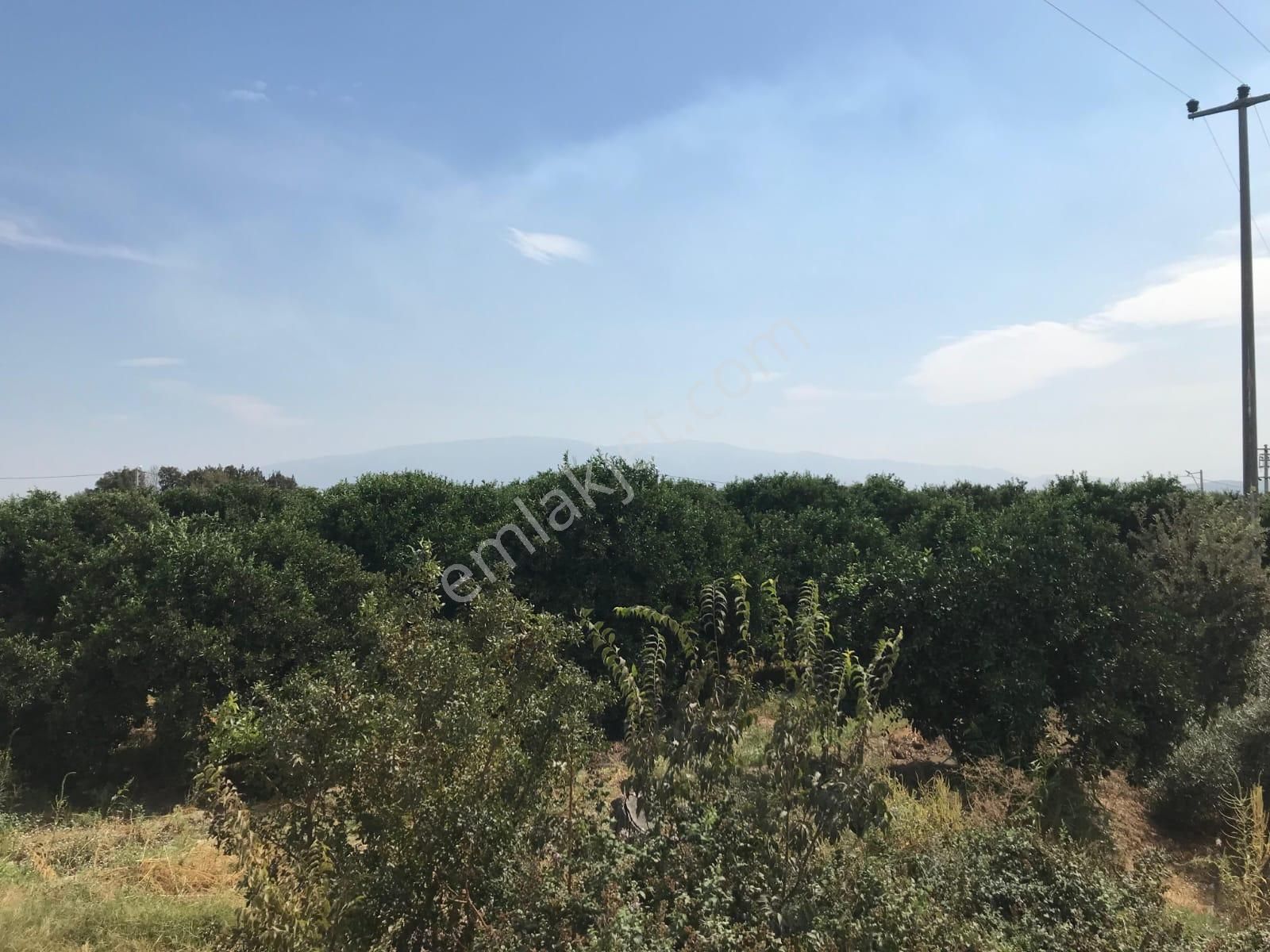 Aydın Sultanhisar Atça Mahallesinde Satılık Bahçe - Görsel 7