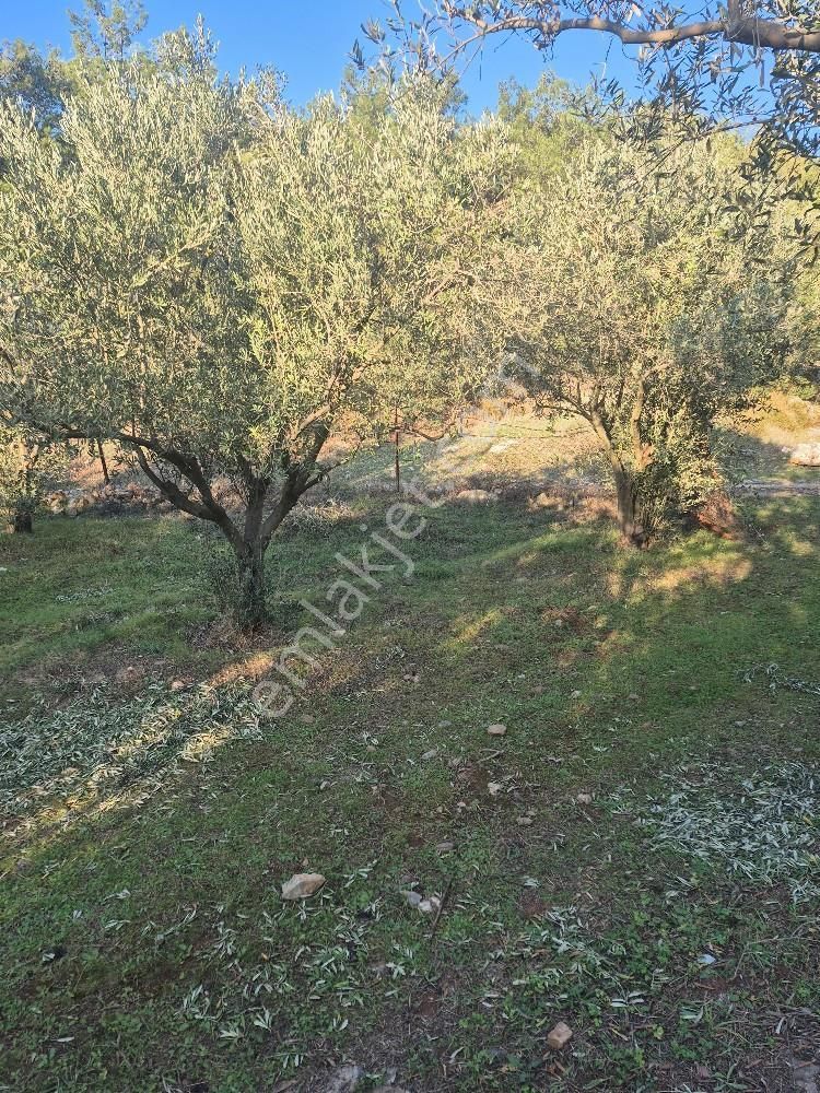 Kuşadası Güzelçamlı Satılık 4600m2 Arazi - Görsel 7