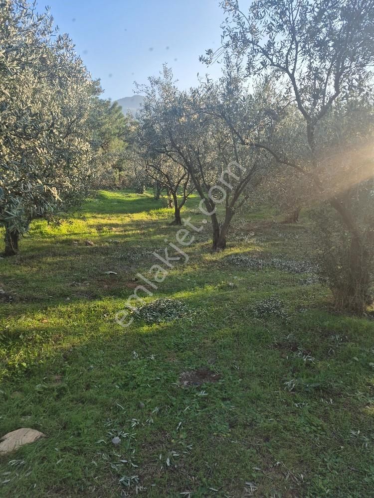 Kuşadası Güzelçamlı Satılık 4600m2 Arazi - Görsel 10