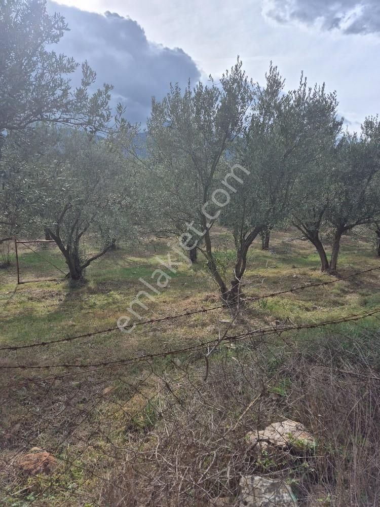 Kuşadası Güzelçamlı Satılık 4600m2 Arazi - Görsel 2