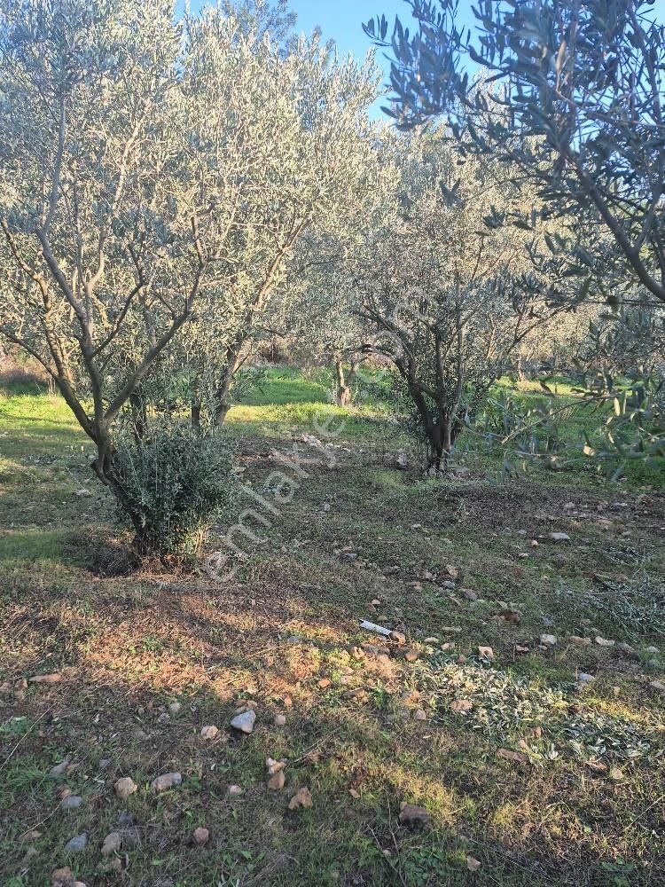 Kuşadası Güzelçamlı Satılık 4600m2 Arazi - Görsel 8