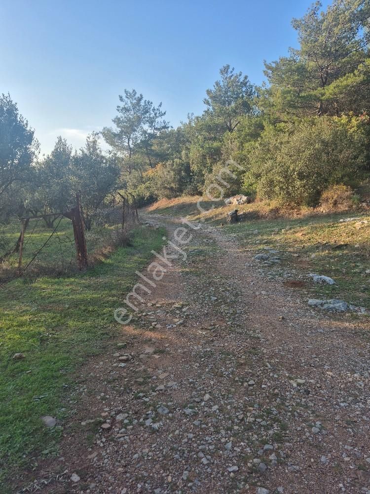 Kuşadası Güzelçamlı Satılık 4600m2 Arazi - Görsel 13