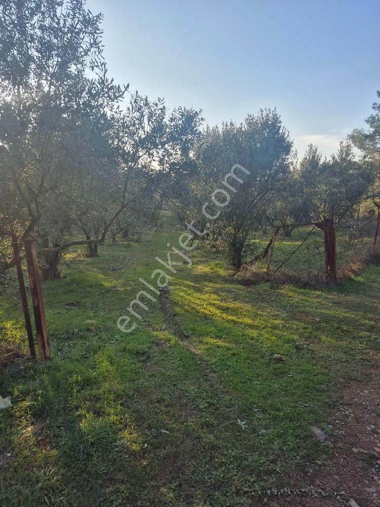 Kuşadası Güzelçamlı Satılık 4600m2 Arazi - Görsel 12