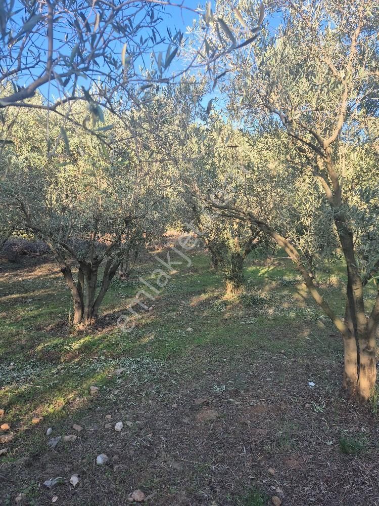Kuşadası Güzelçamlı Satılık 4600m2 Arazi - Görsel 6