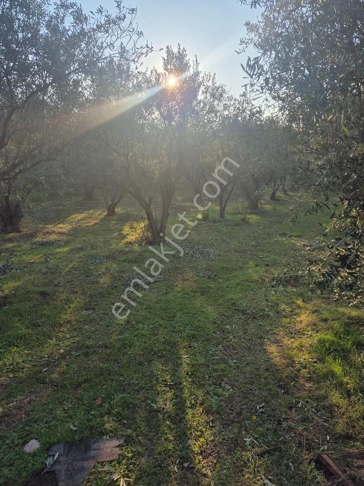 Kuşadası Güzelçamlı Satılık 4600m2 Arazi - Görsel 11
