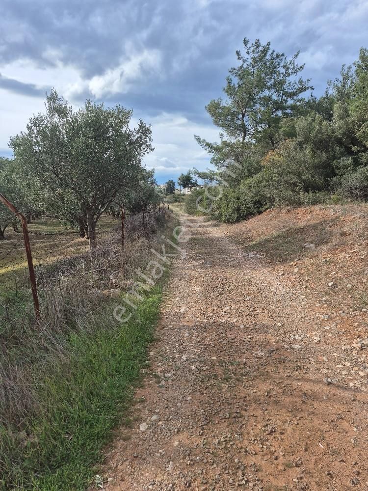 Kuşadası Güzelçamlı Satılık 4600m2 Arazi