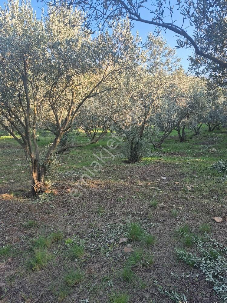 Kuşadası Güzelçamlı Satılık 4600m2 Arazi - Görsel 9