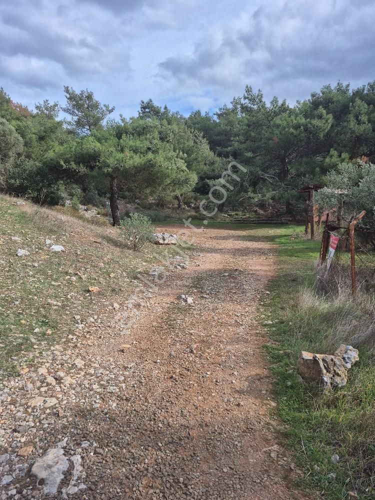 Kuşadası Güzelçamlı Satılık 4600m2 Arazi - Görsel 3