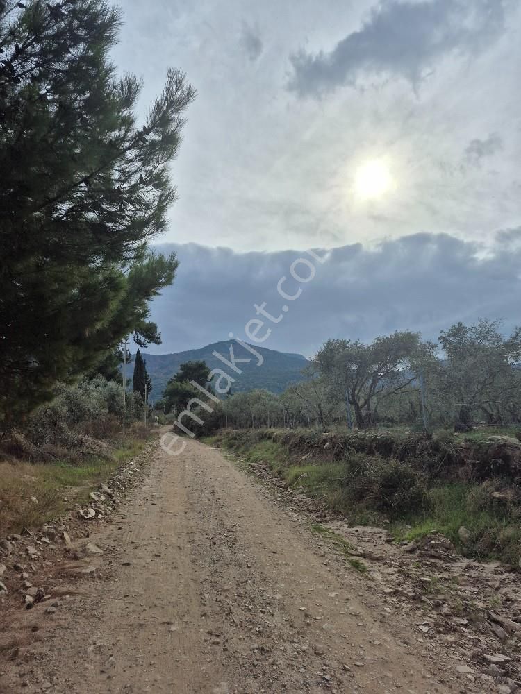 Kuşadası Güzelçamlı Satılık 4600m2 Arazi - Görsel 4