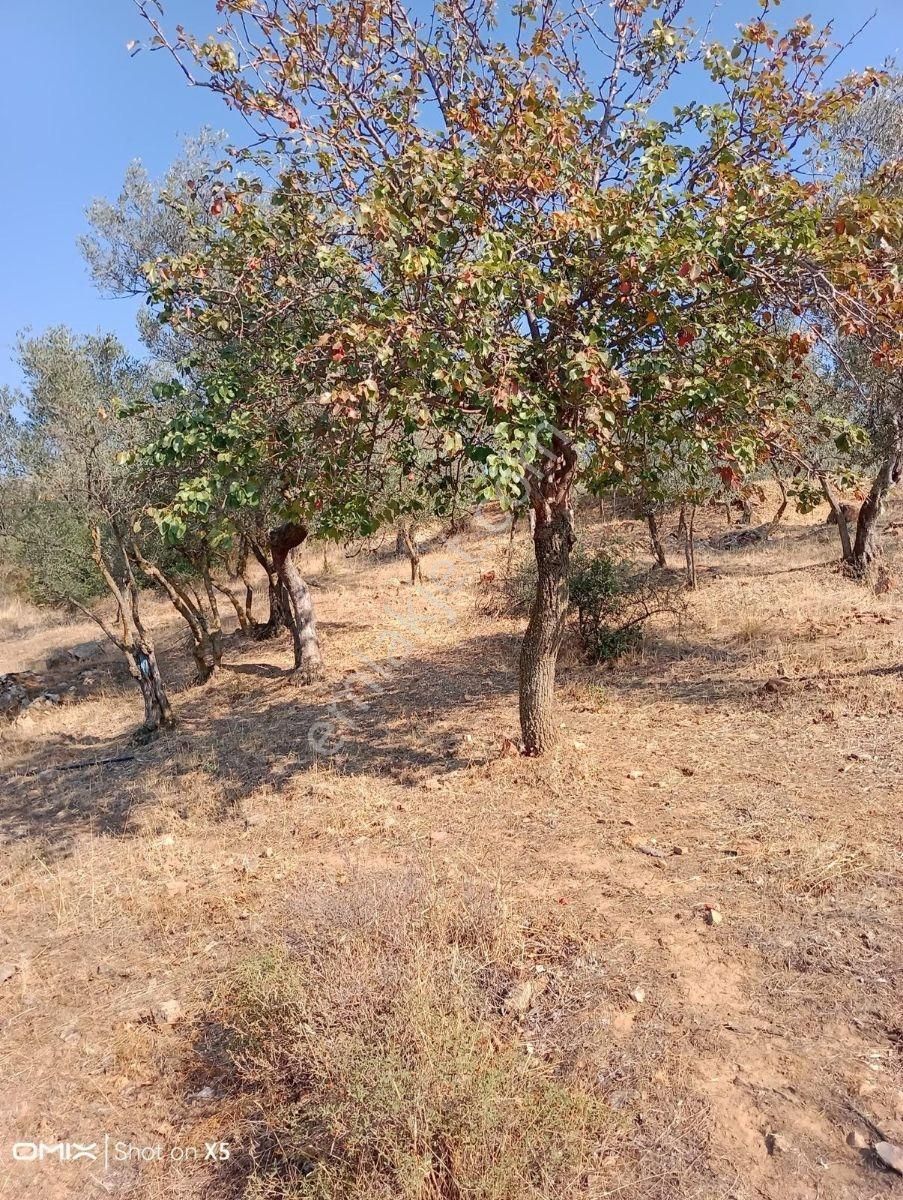 Köy Merkezine 300 M,100 Yıllık Zeytin Ağaçları Olan 731m2 Arsa - Görsel 2