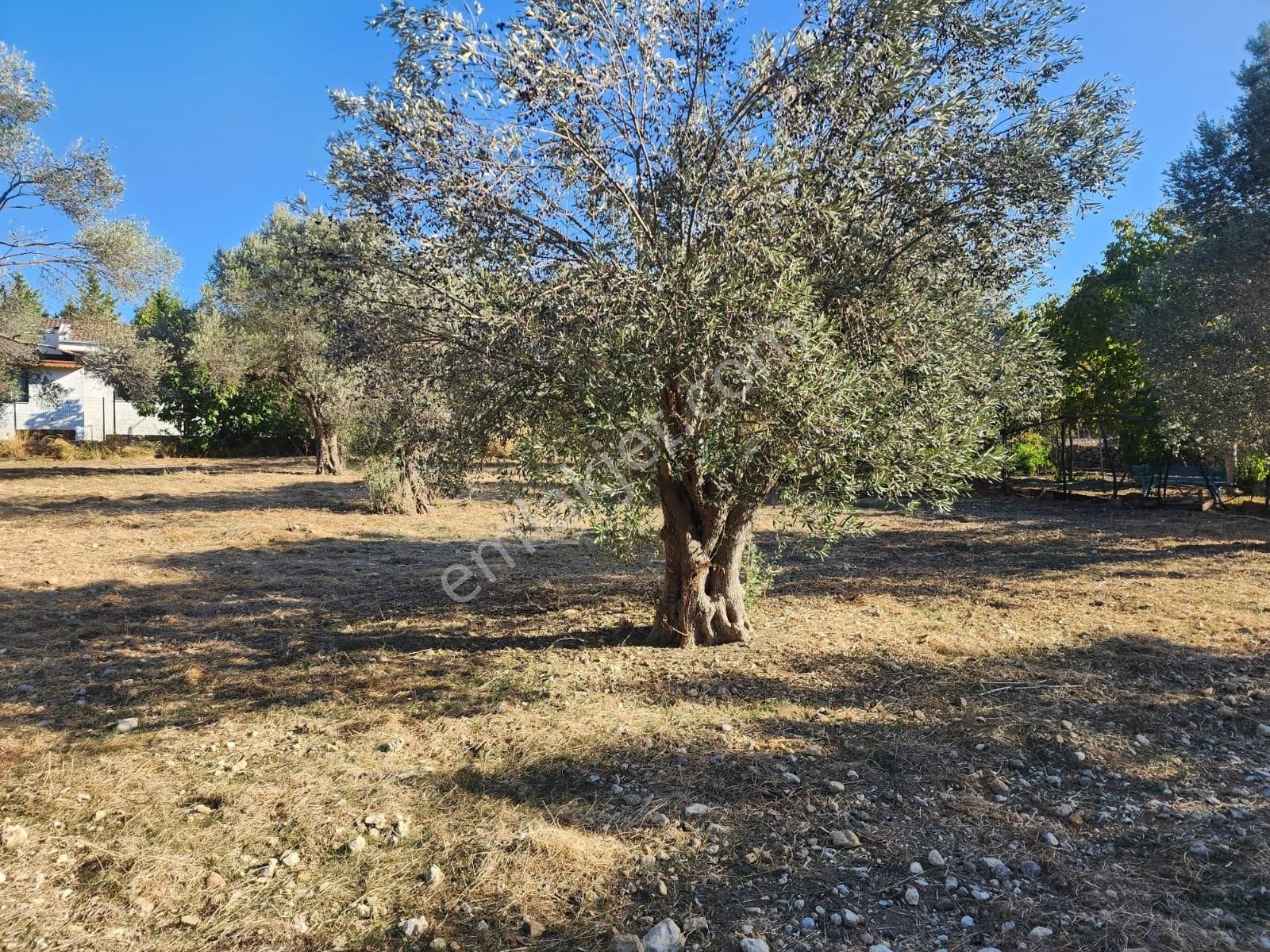 *denize Yakın Çeşmealtı'nda Kazançlı Yatırım Zeytinlik* - Görsel 7