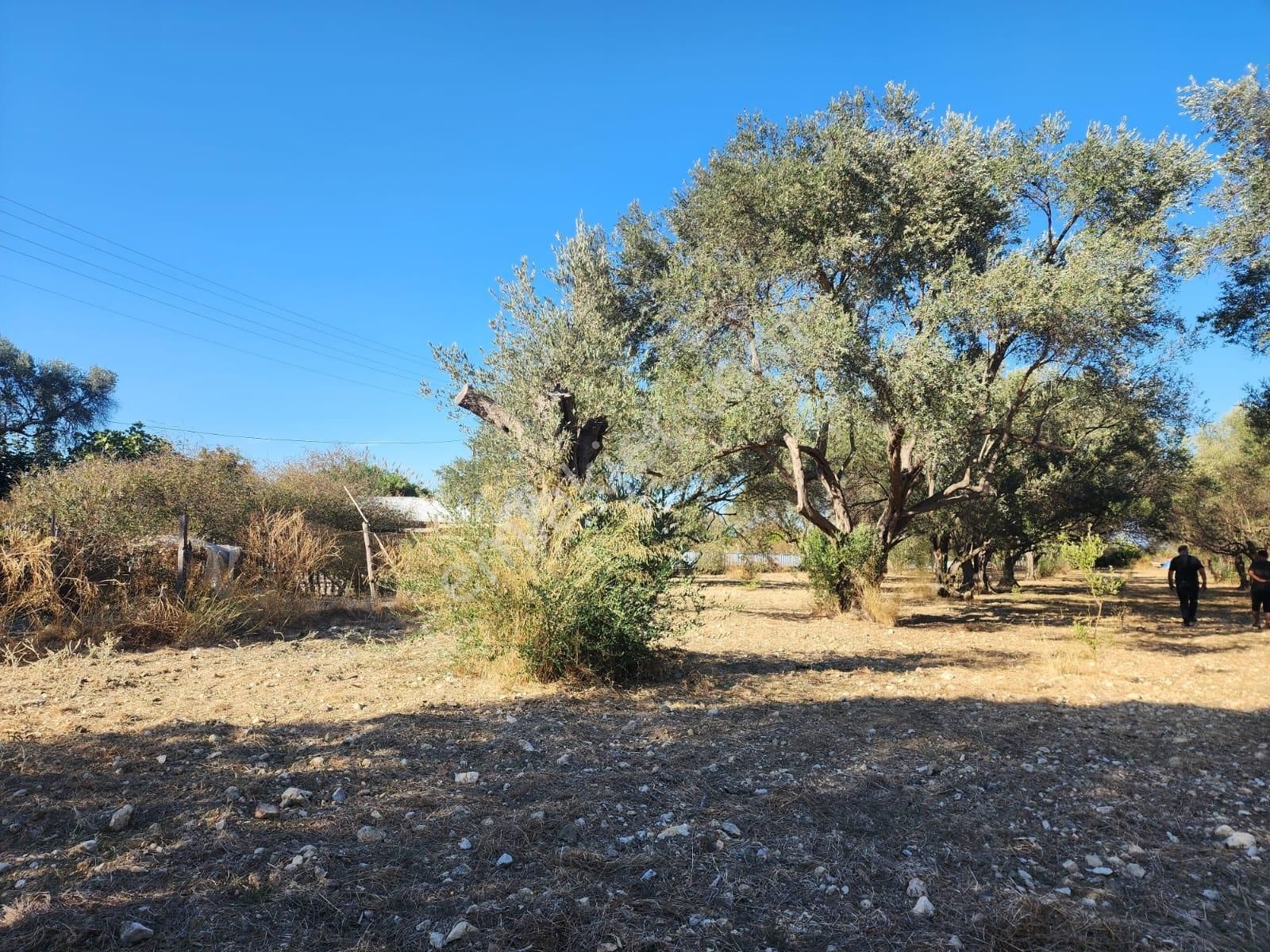 *denize Yakın Çeşmealtı'nda Kazançlı Yatırım Zeytinlik* - Görsel 3