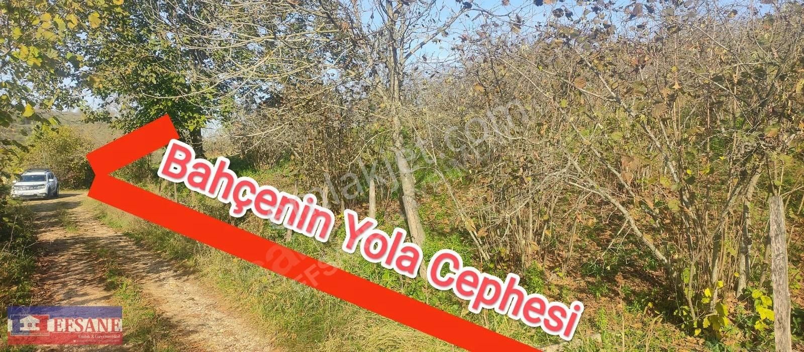 Fatsa Kılıçlı Da 7 Dönüm Satılık Fındık Bahçesi - Görsel 9