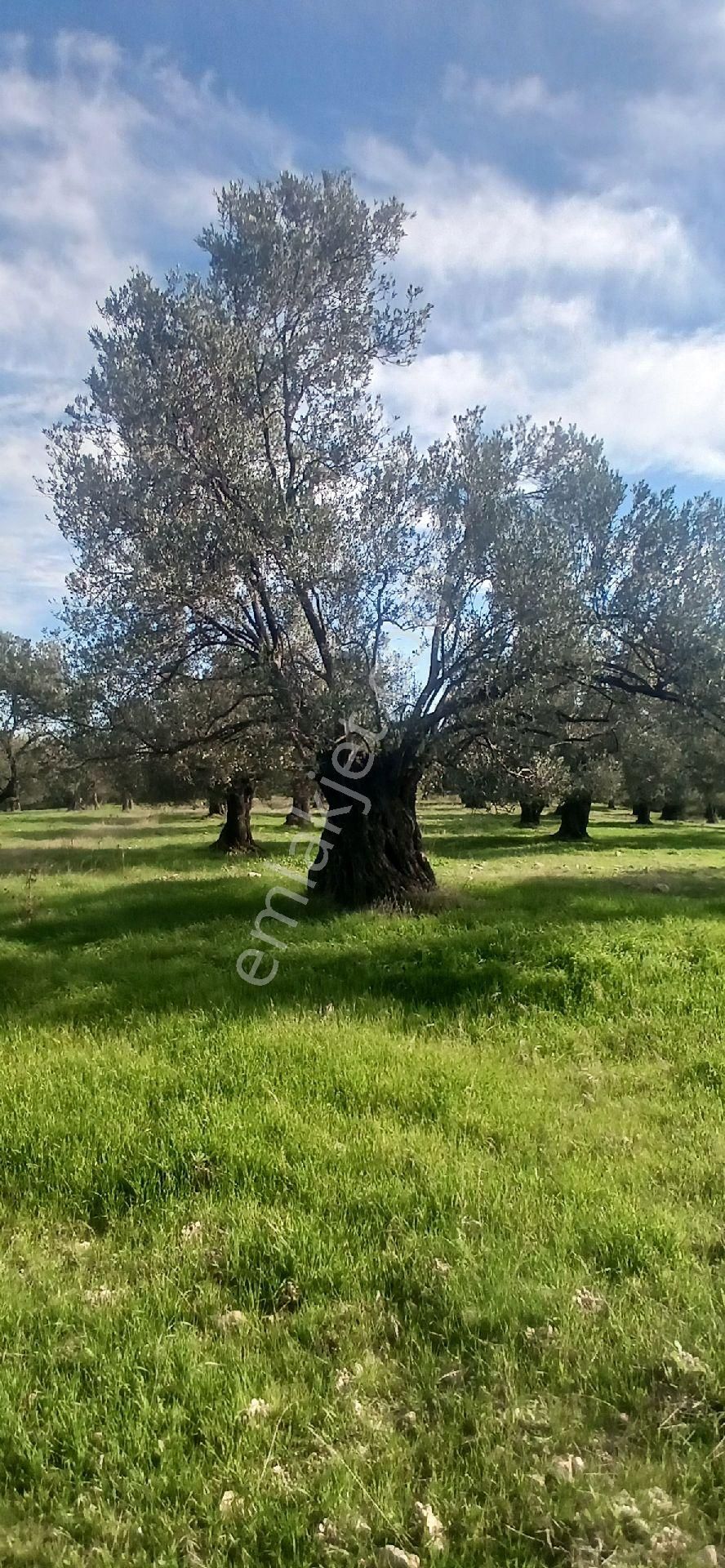 Ayvalık Merkeze Yakın Zeytinlik