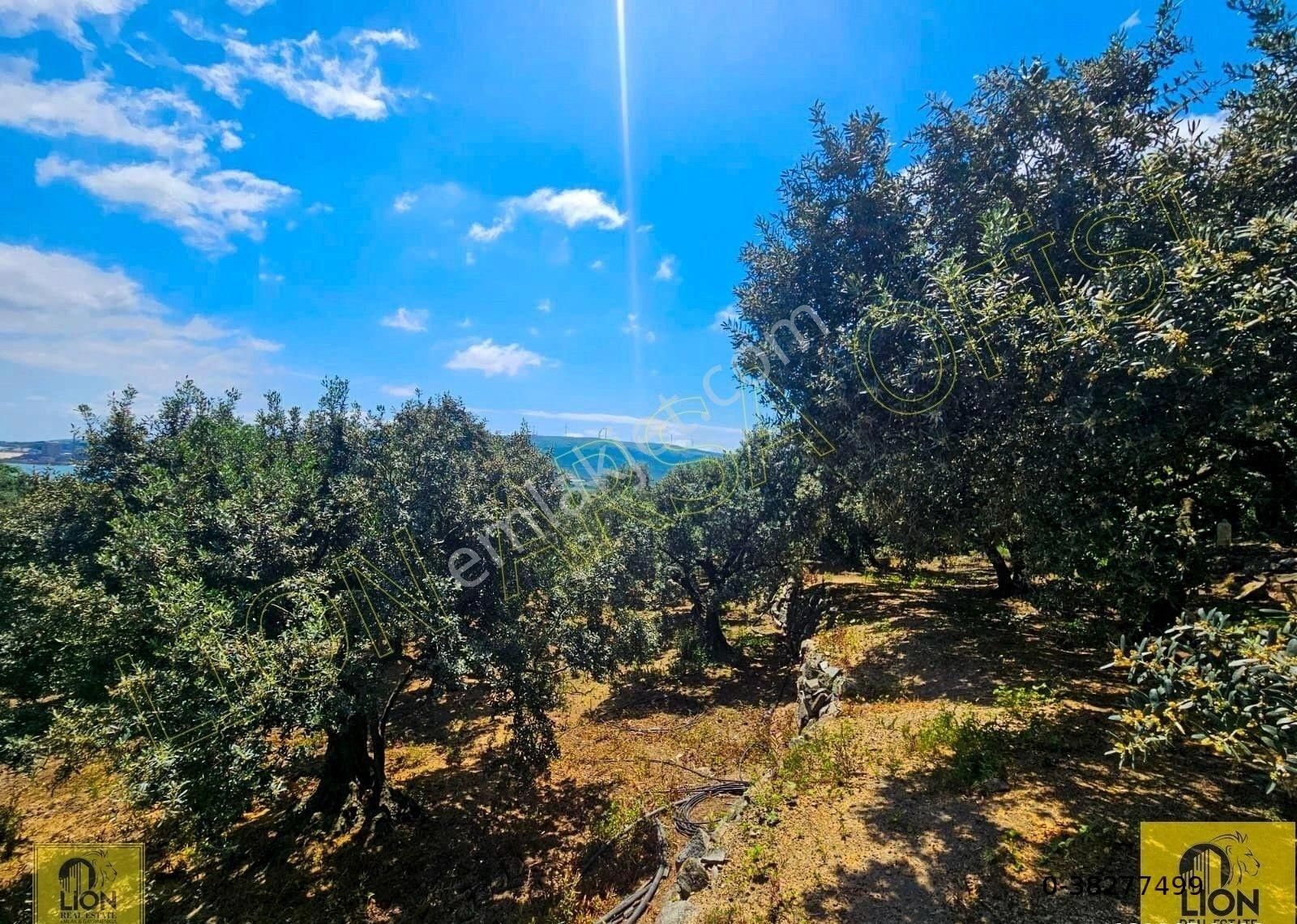 🟨⬛lıon Emlak'tan Erdek Aşağıyapıcı Mahallesi Yatırımlık 2780m² Satılık Zeytinlik⬛🟨 - Görsel 13