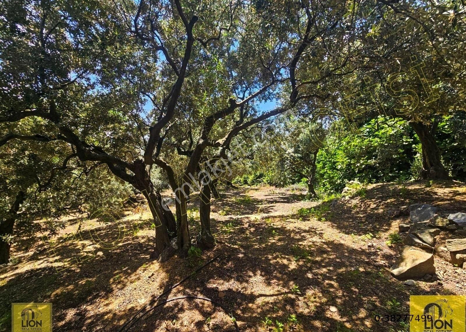 🟨⬛lıon Emlak'tan Erdek Aşağıyapıcı Mahallesi Yatırımlık 2780m² Satılık Zeytinlik⬛🟨 - Görsel 18