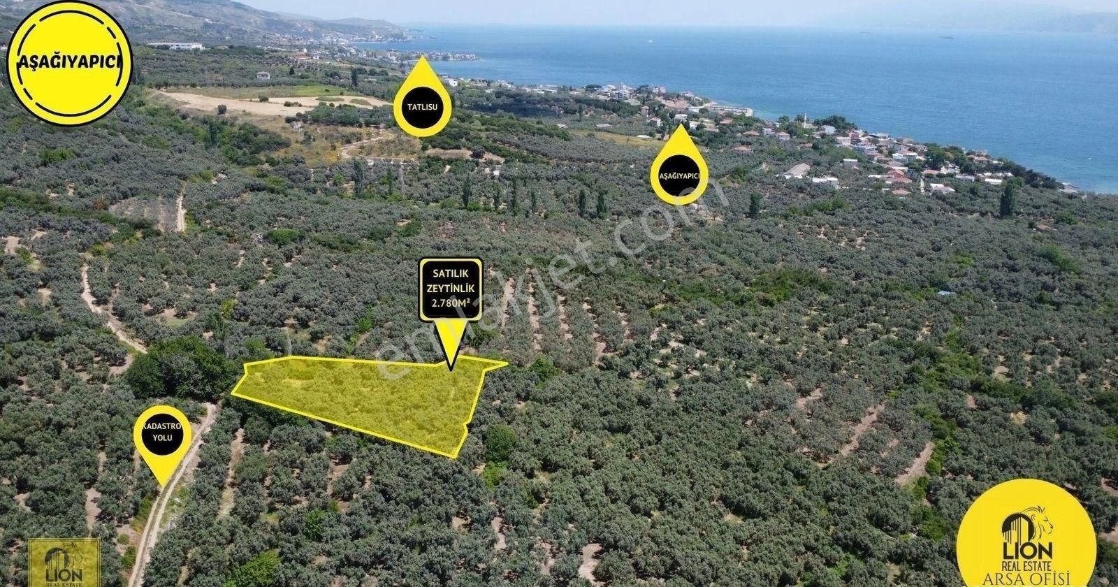 🟨⬛lıon Emlak'tan Erdek Aşağıyapıcı Mahallesi Yatırımlık 2780m² Satılık Zeytinlik⬛🟨