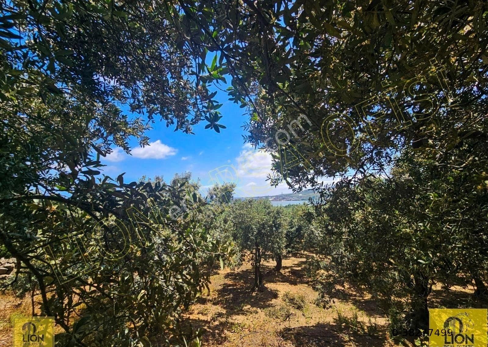 🟨⬛lıon Emlak'tan Erdek Aşağıyapıcı Mahallesi Yatırımlık 2780m² Satılık Zeytinlik⬛🟨 - Görsel 9