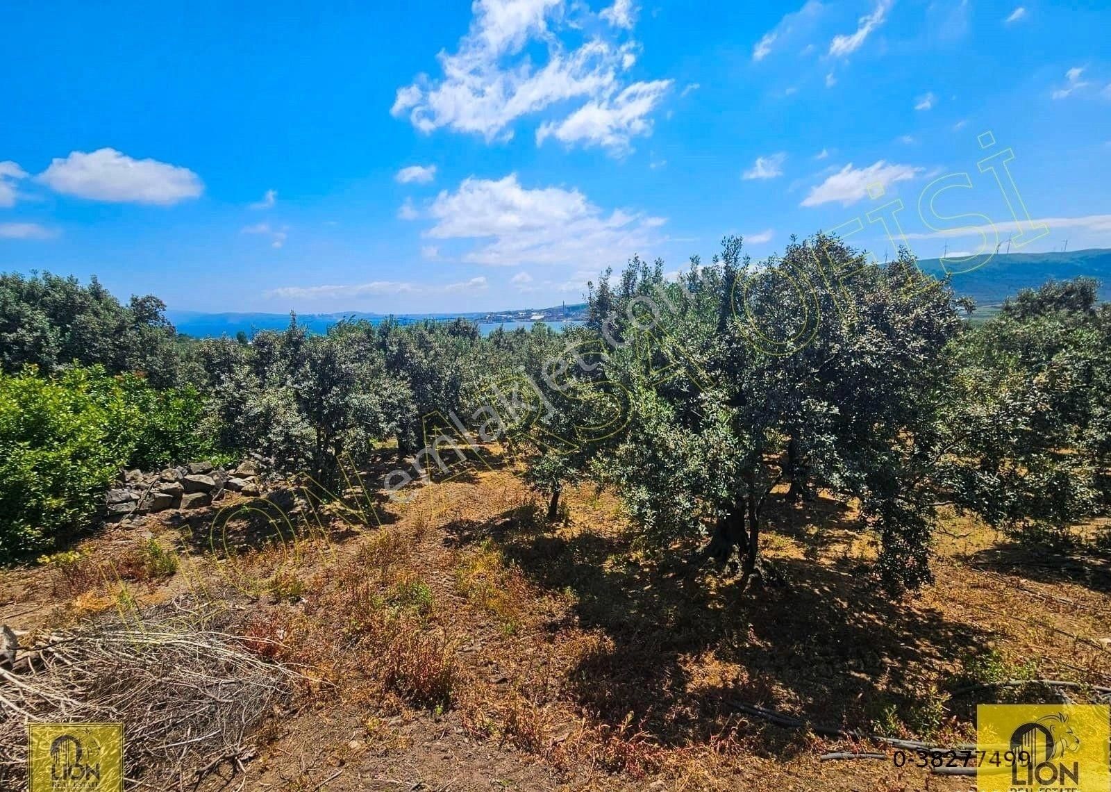 🟨⬛lıon Emlak'tan Erdek Aşağıyapıcı Mahallesi Yatırımlık 2780m² Satılık Zeytinlik⬛🟨 - Görsel 21