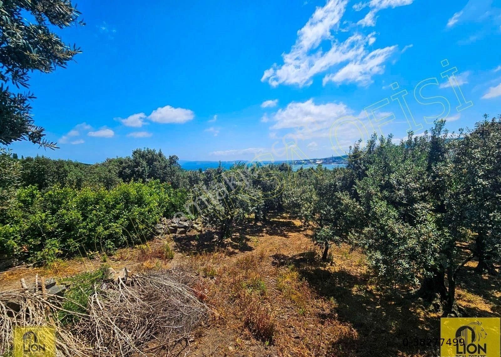 🟨⬛lıon Emlak'tan Erdek Aşağıyapıcı Mahallesi Yatırımlık 2780m² Satılık Zeytinlik⬛🟨 - Görsel 14