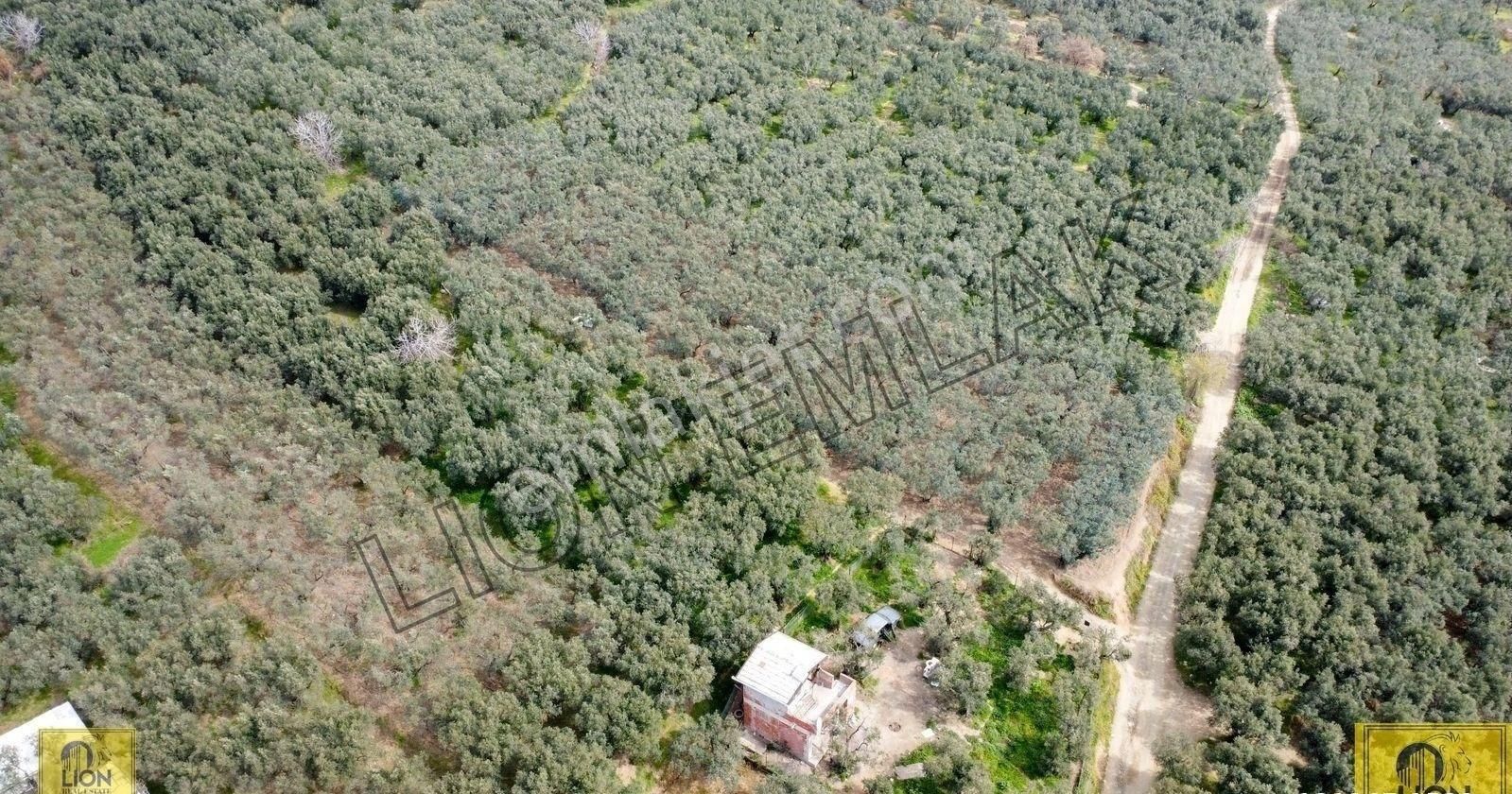 🟨⬛lıon Emlak'tan Ocaklar Mahallesi Yolu Açılmış 900m² Şahane Konumlu Zeytinlik⬛🟨 - Görsel 5