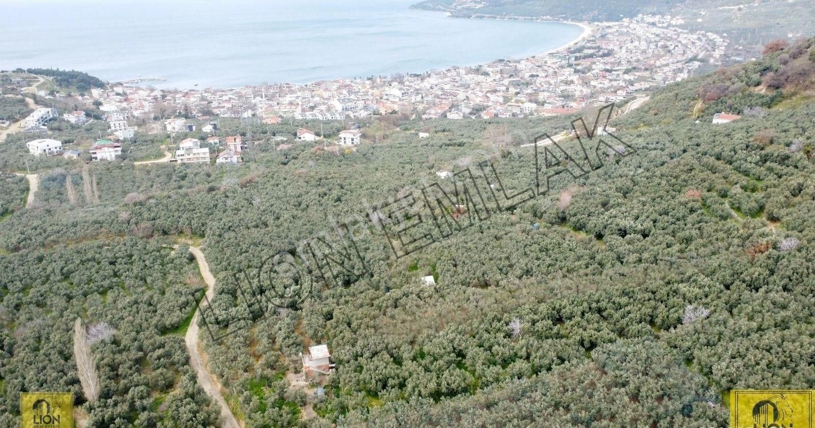 🟨⬛lıon Emlak'tan Ocaklar Mahallesi Yolu Açılmış 900m² Şahane Konumlu Zeytinlik⬛🟨 - Görsel 3