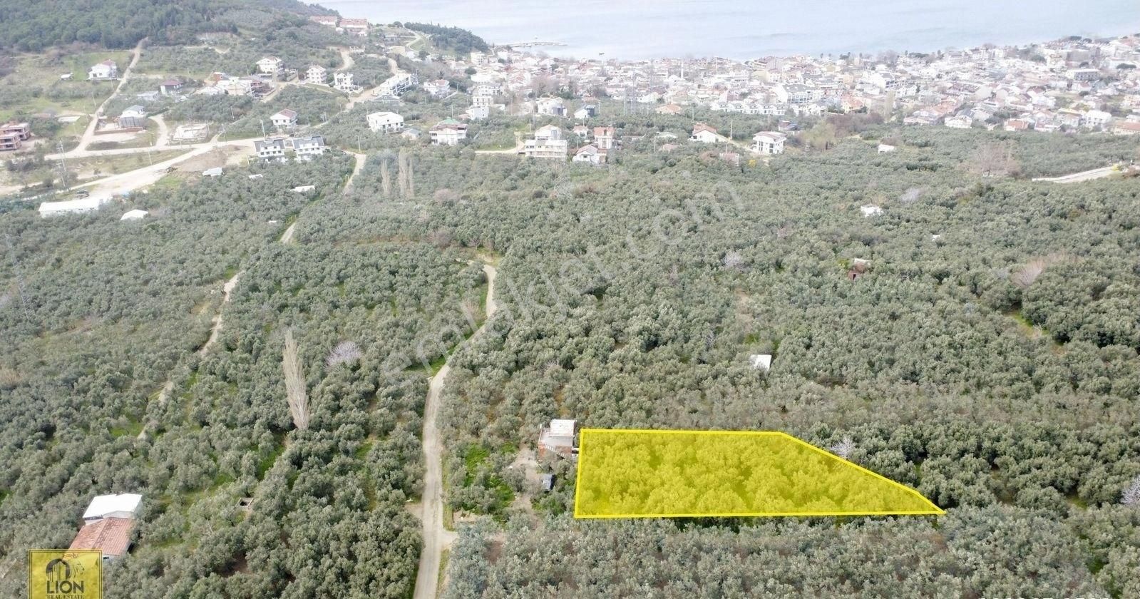 🟨⬛lıon Emlak'tan Ocaklar Mahallesi Yolu Açılmış 900m² Şahane Konumlu Zeytinlik⬛🟨