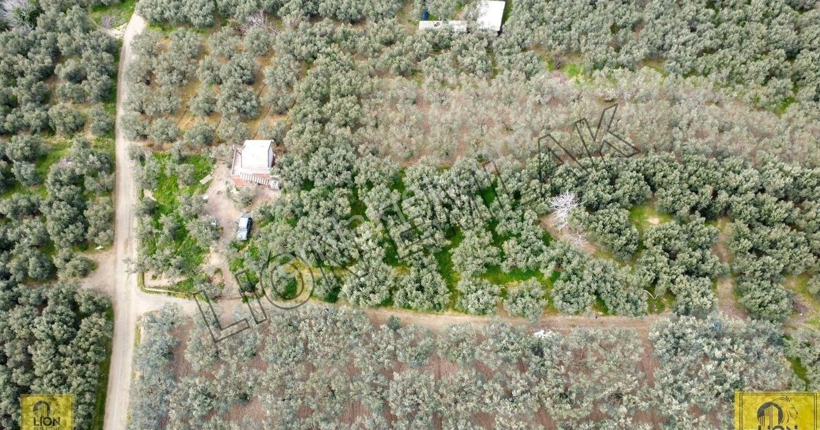 🟨⬛lıon Emlak'tan Ocaklar Mahallesi Yolu Açılmış 900m² Şahane Konumlu Zeytinlik⬛🟨 - Görsel 6