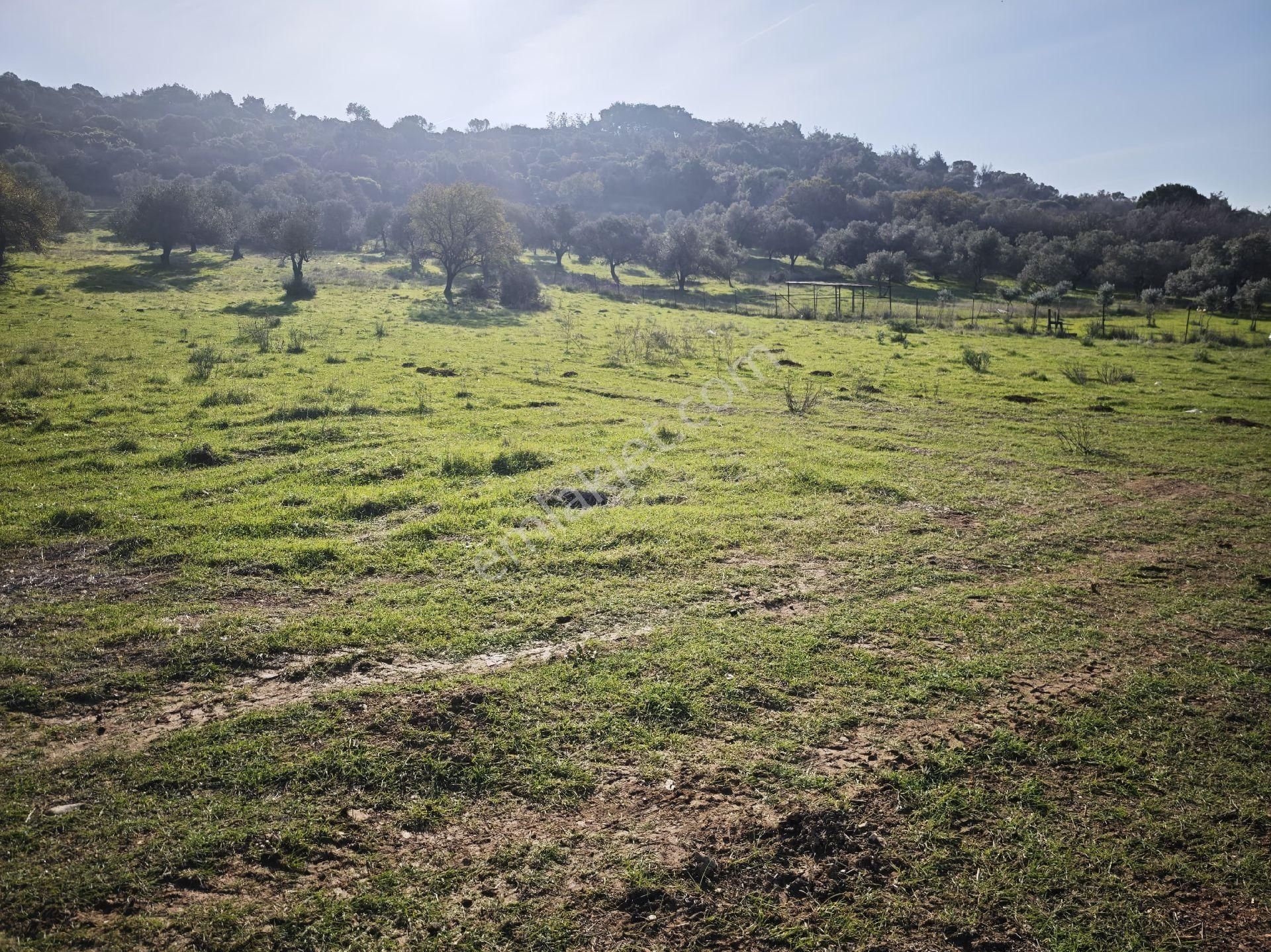 Yeni Foça Kozbeyli - Görsel 2