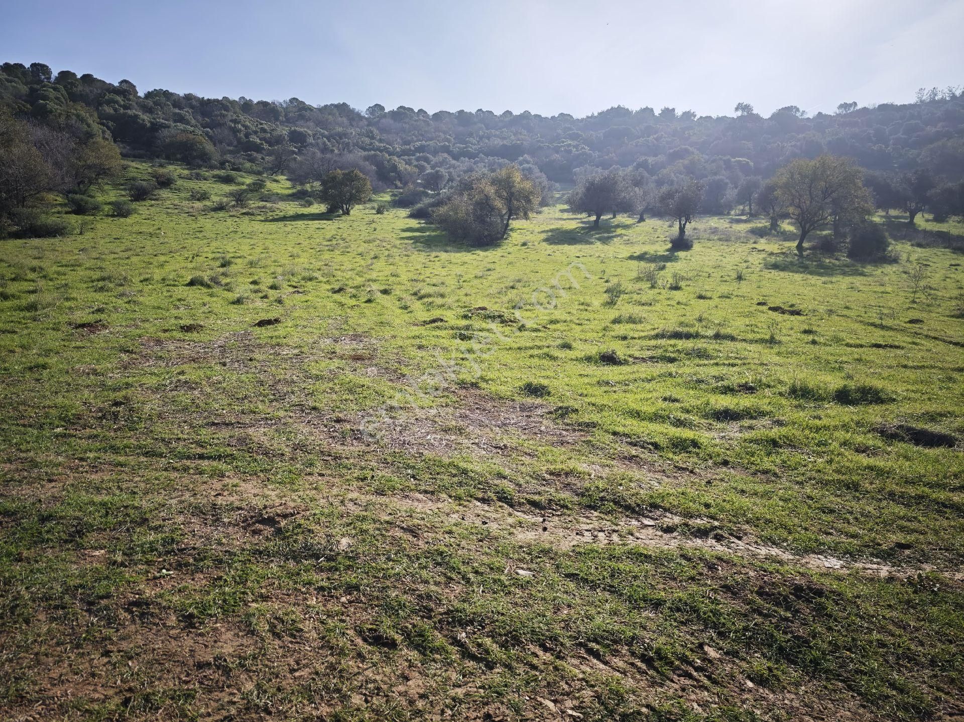 Yeni Foça Kozbeyli - Görsel 4