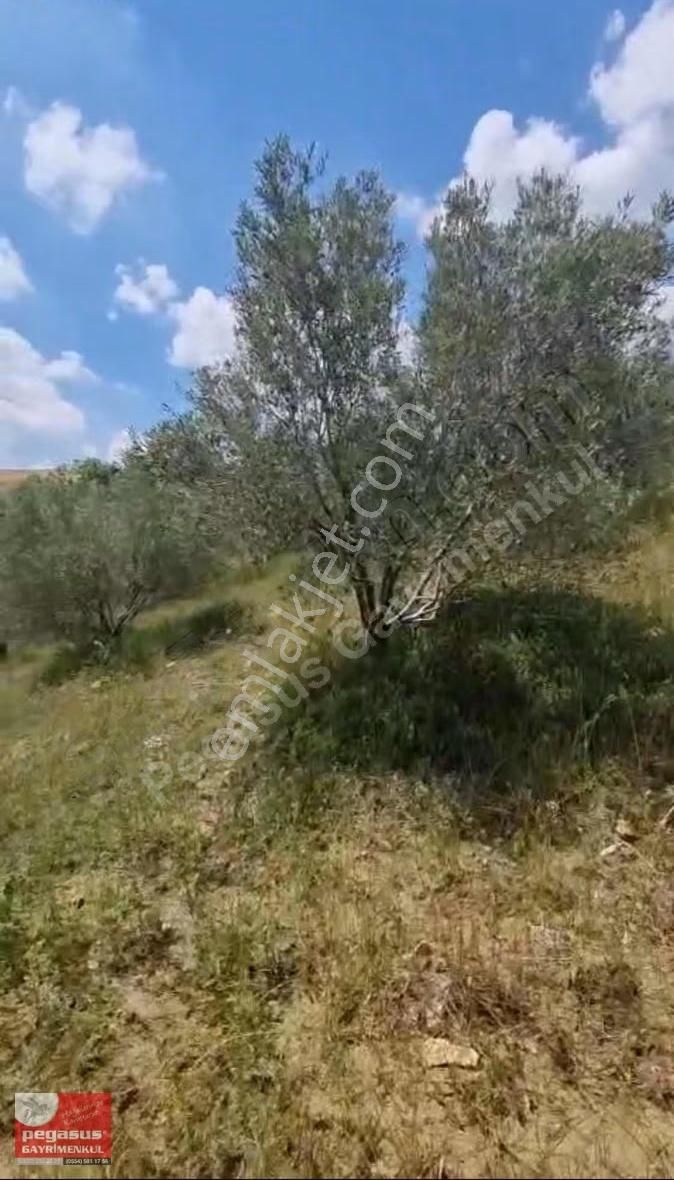 Pegasus'tan Adana Çukurova Karahanda Zeytin Bağı - Görsel 2