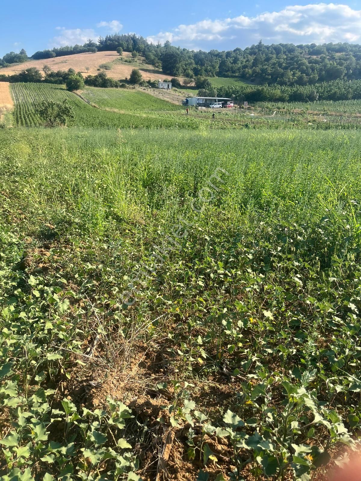 İnegöl Çavuş Mahallesi'nde Acil Satılık Tarla