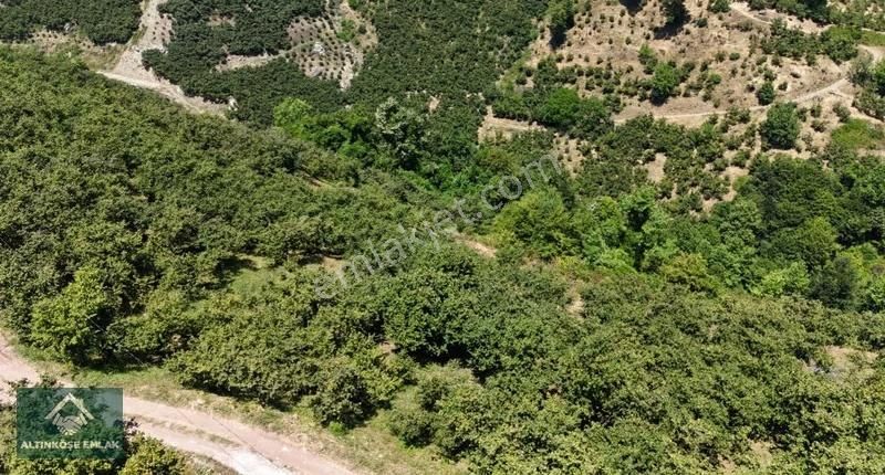 Altınköşe Emlak; Satılık Taşyatak Mah. 33.448m2 Fındık Bahçesi - Görsel 18