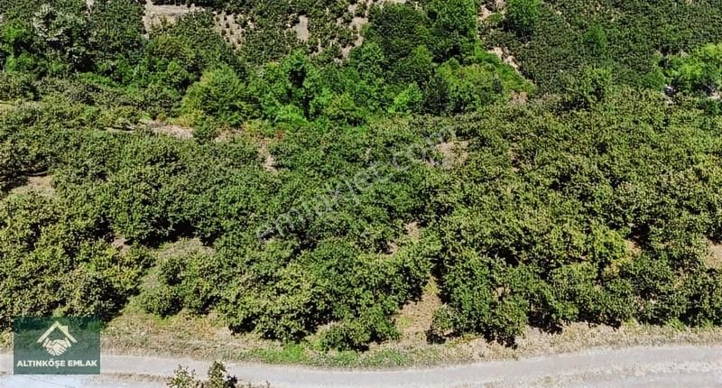 Altınköşe Emlak; Satılık Taşyatak Mah. 33.448m2 Fındık Bahçesi - Görsel 8