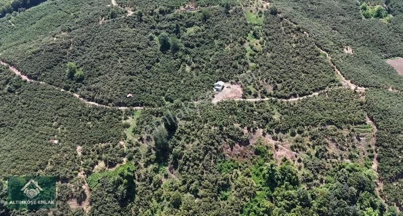 Altınköşe Emlak; Satılık Taşyatak Mah. 33.448m2 Fındık Bahçesi - Görsel 4