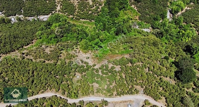 Altınköşe Emlak; Satılık Taşyatak Mah. 33.448m2 Fındık Bahçesi - Görsel 6