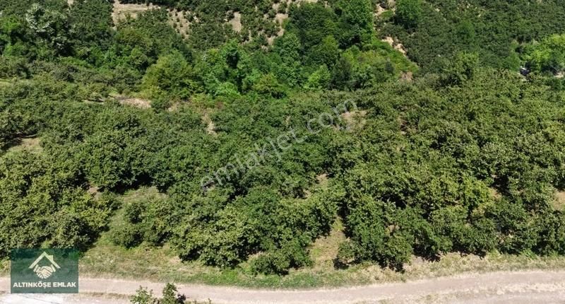 Altınköşe Emlak; Satılık Taşyatak Mah. 33.448m2 Fındık Bahçesi - Görsel 12