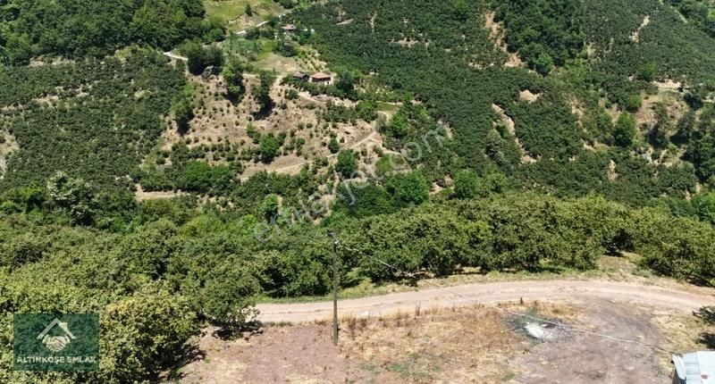 Altınköşe Emlak; Satılık Taşyatak Mah. 33.448m2 Fındık Bahçesi - Görsel 5