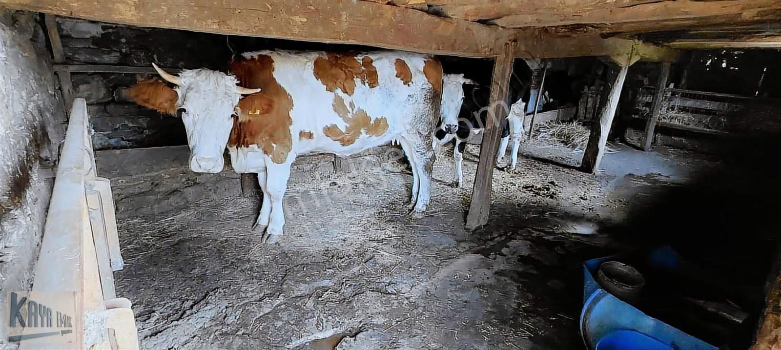 Satılık 616 M2 Arsa İçinde Müstakil Köy Evi - Görsel 4