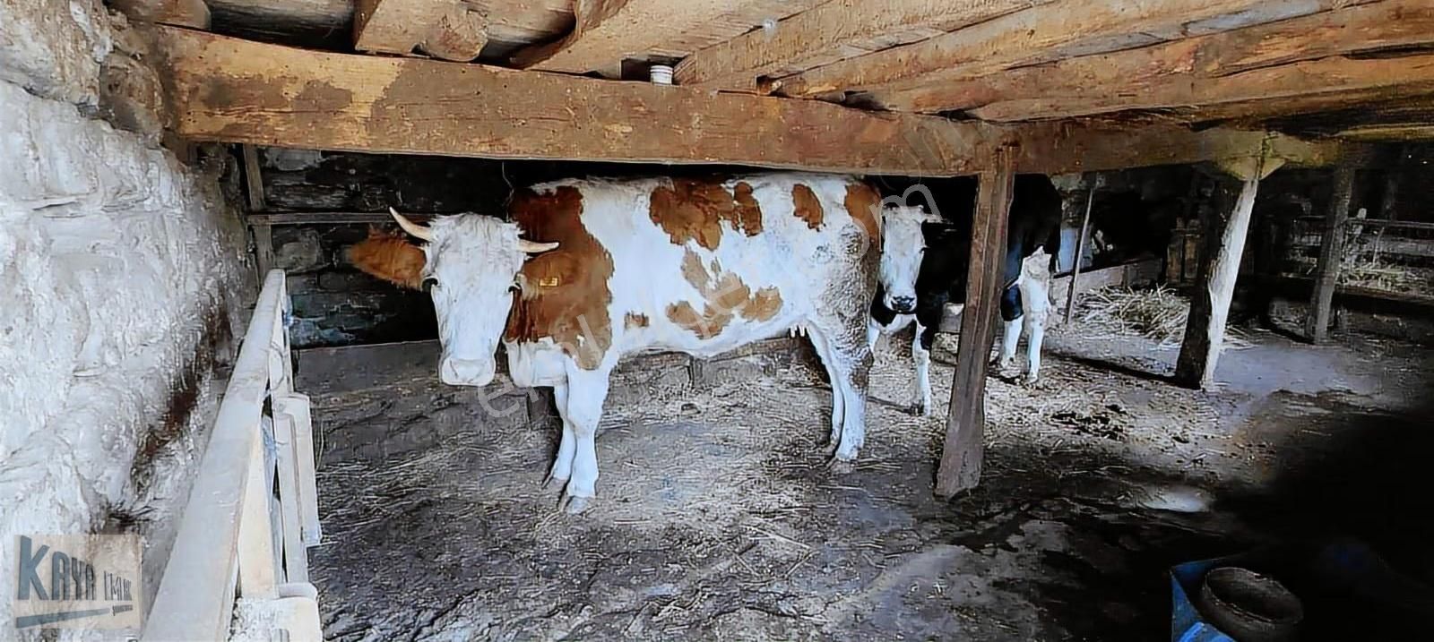 Satılık 616 M2 Arsa İçinde Müstakil Köy Evi - Görsel 7