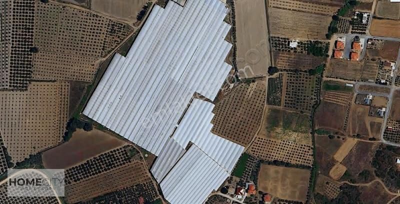 Manavgat Çolaklı 80.000m2,kapalı Sera,sulama Sistemi,lojmannnnnn