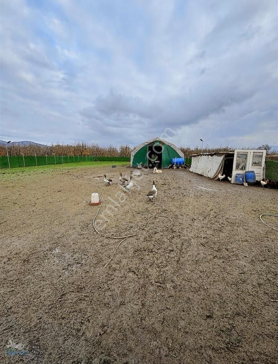 Hazır Kurulu Tavuk Çiftliği - Görsel 4