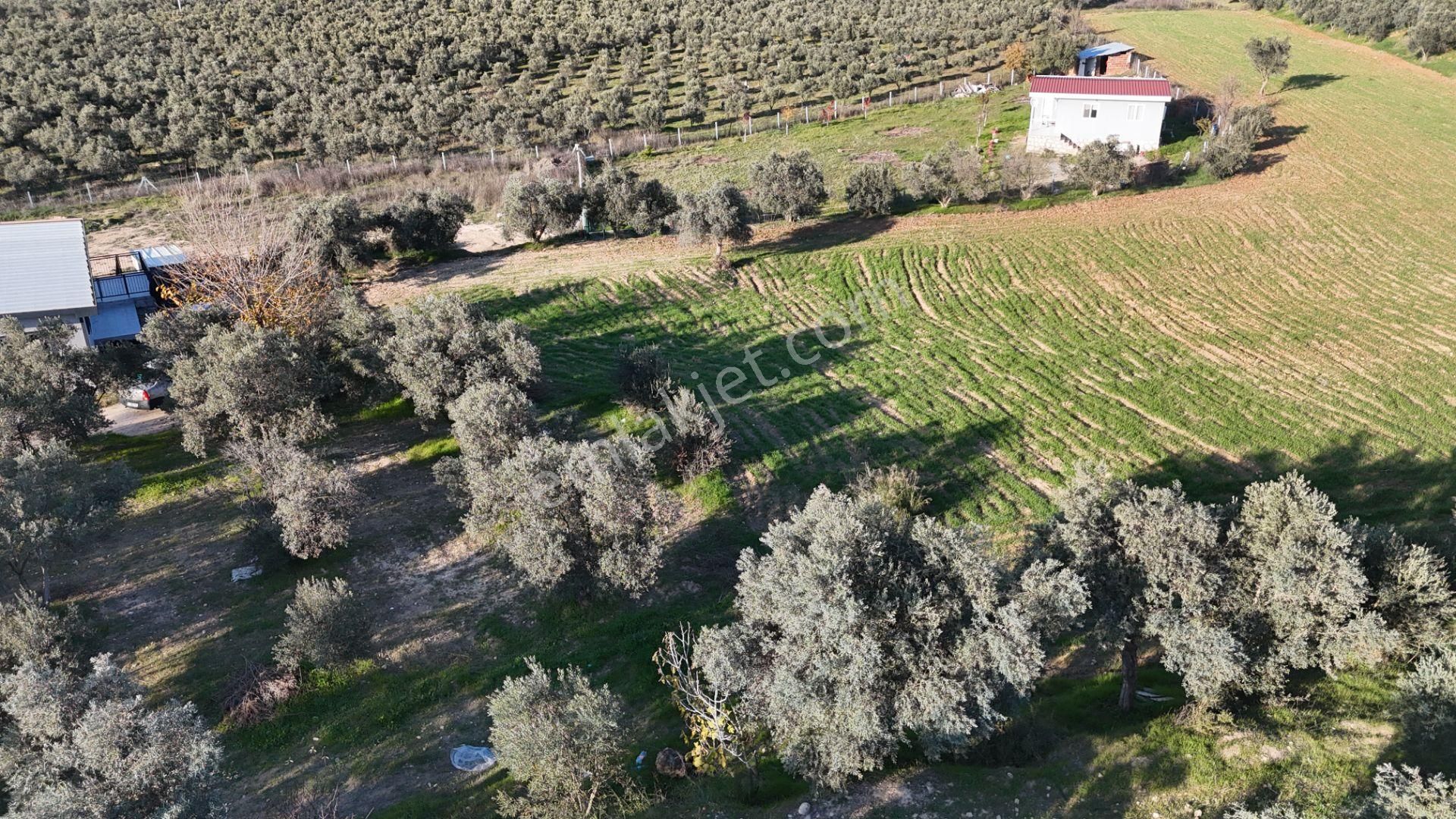 İzmir Menderes Bulgurcada 1510 M2 Hisse Tapulu Elektrik Su Arsalar - Görsel 21