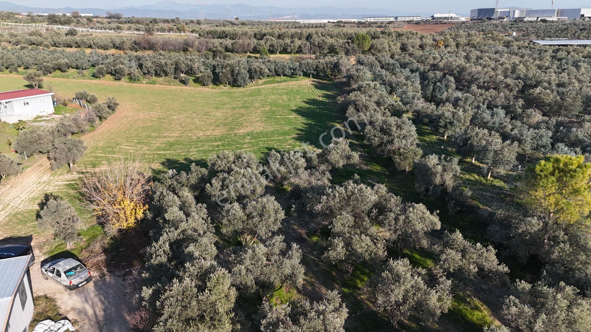 İzmir Menderes Bulgurcada 1510 M2 Hisse Tapulu Elektrik Su Arsalar - Görsel 34