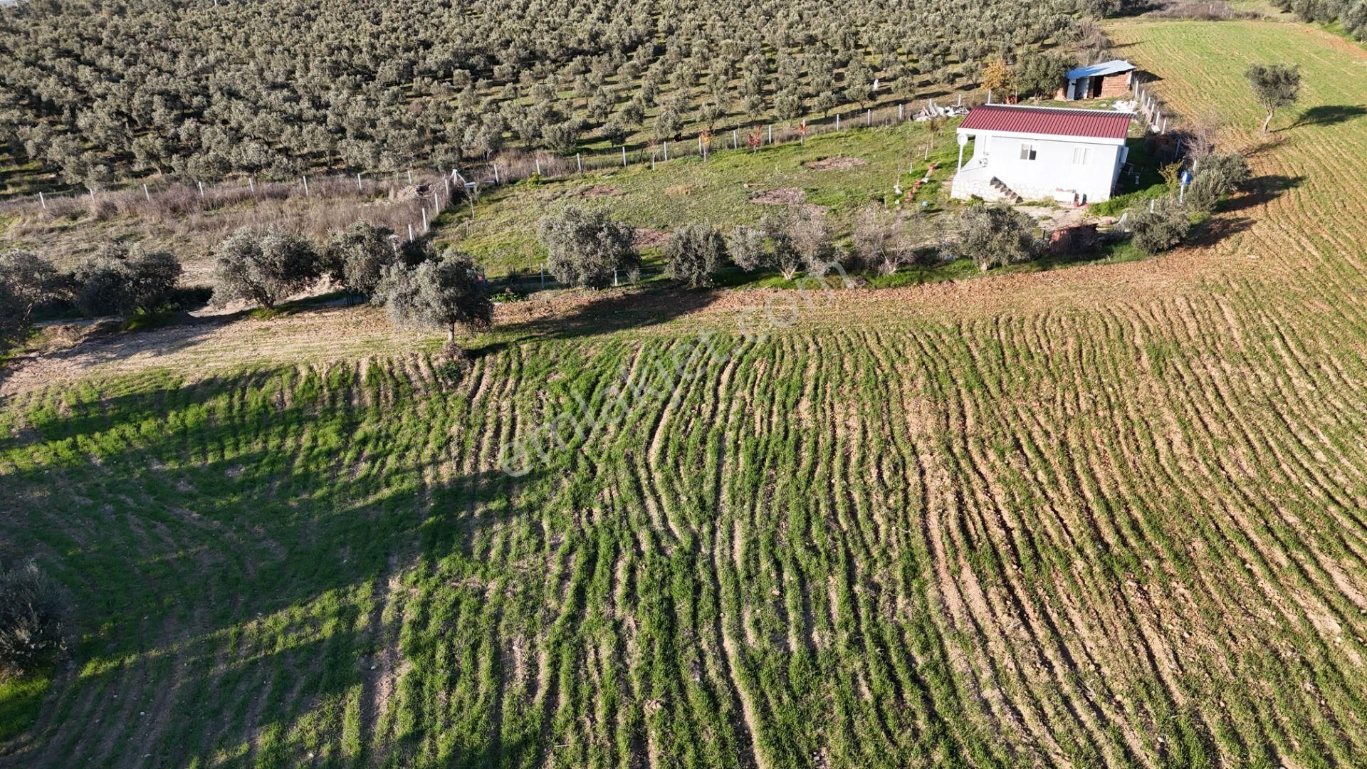 İzmir Menderes Bulgurcada 1510 M2 Hisse Tapulu Elektrik Su Arsalar - Görsel 32